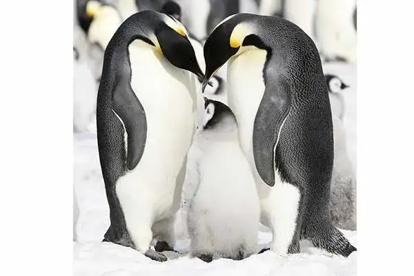 Jak rozmnażają się pingwiny? Fascynujący cykl życia i tajemnice rozmnażania