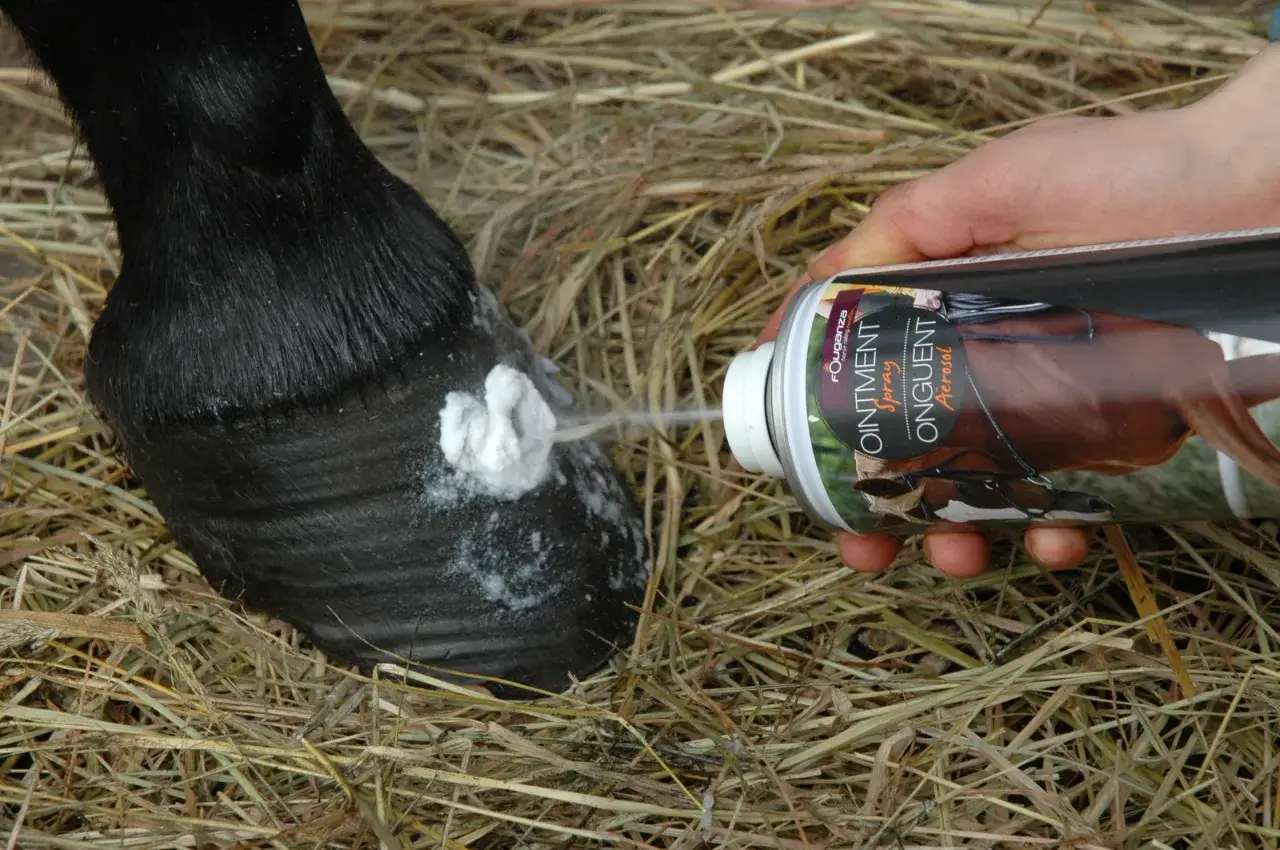 Aplikacja preparatu na kopyto konia. Dłoń trzyma puszkę z produktem, który rozpyla białą piankę. Dziegieć do kopyt w sprayu.