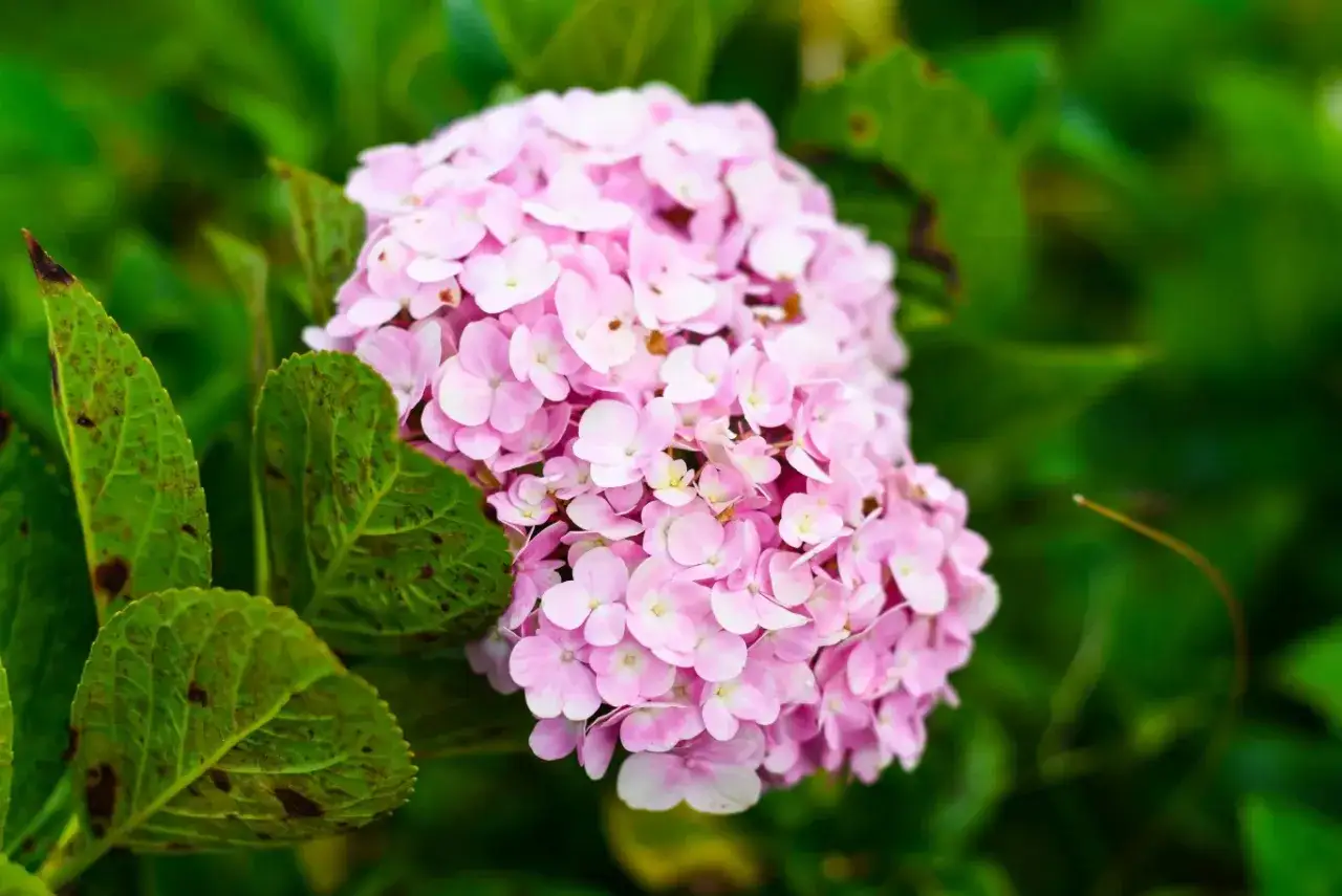 Piękna, różowa hortensja. Zastanawiasz się, dlaczego hortensja nie kwitnie? Sprawdź liście, może potrzebuje więcej słońca lub odpowiedniego nawozu.