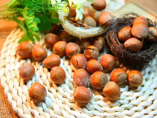 Kiedy jest sezon na orzechy laskowe? Poznaj najlepszy czas na zbiory