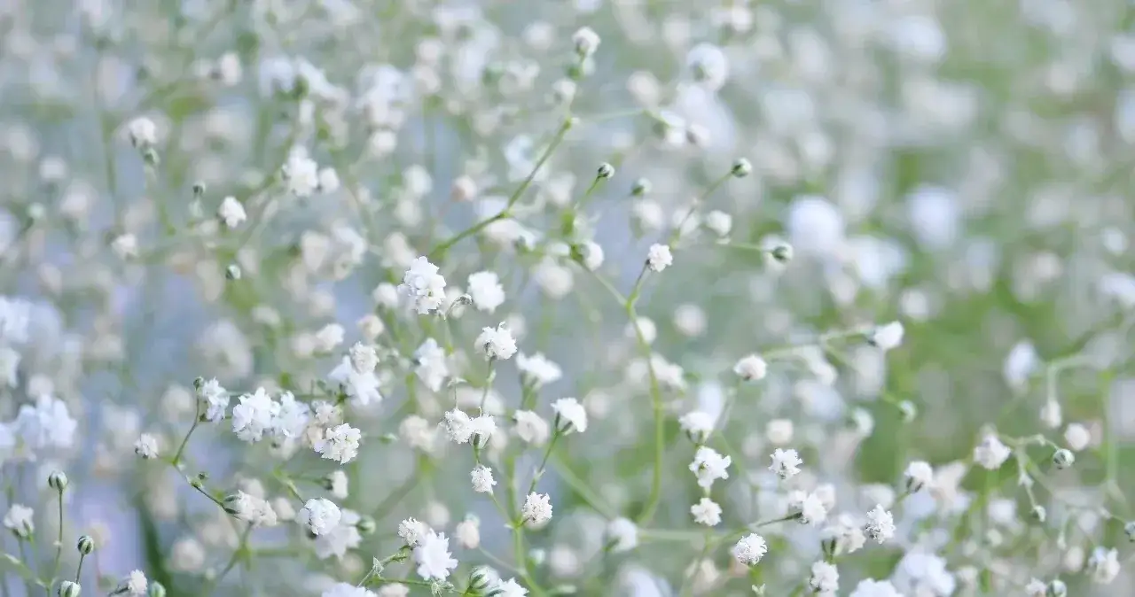 Kiedy sadzić gipsówkę, aby uniknąć błędów i cieszyć się pięknem roślin