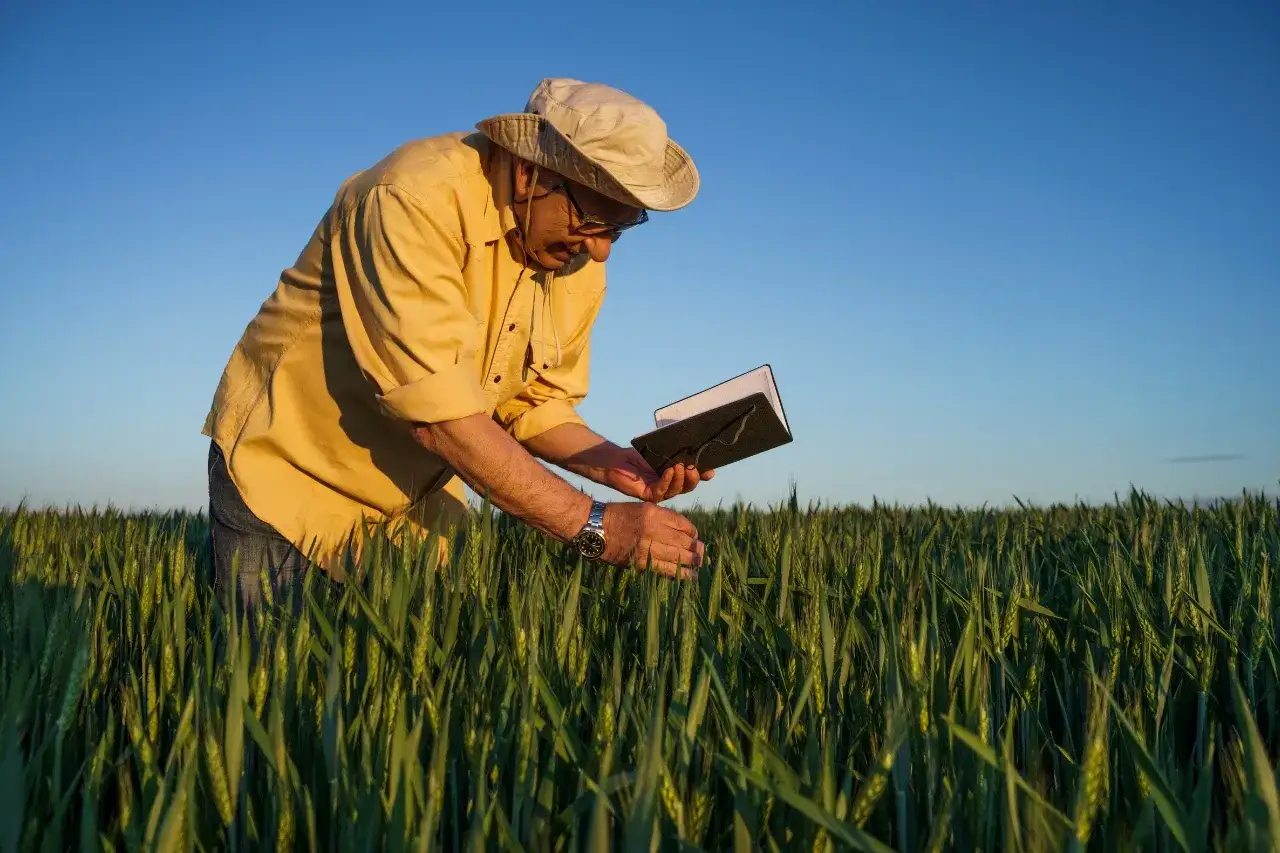 Rolnik w polu pszenicy sprawdza plony, zastanawiając się, ile wynosi emerytura rolnicza.