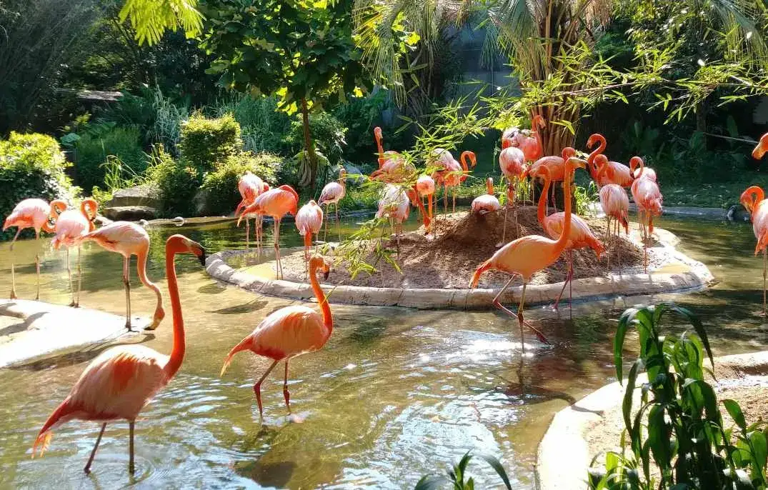 Czym się żywi flaming: sekrety diety i wpływ na ich kolorystykę