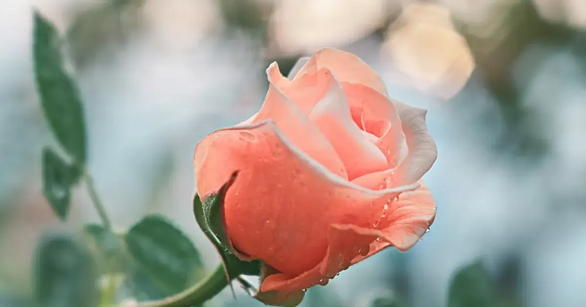 Jak wysłać kwiaty do Niemiec - proste kroki, które musisz znać