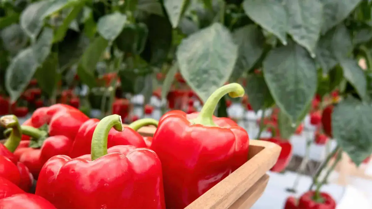 Czy pies może jeść paprykę? Bezpieczne odmiany i zasady podawania