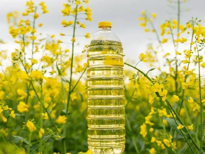 Czy olej rzepakowy to olej roślinny? Odkryj jego zdrowotne właściwości