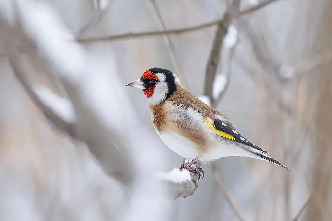 Kolorowy szczygieł siedzi na zaśnieżonej gałązce. Czy szczygieł zimuje w Polsce? Tak, ten piękny ptak często zostaje u nas na zimę.