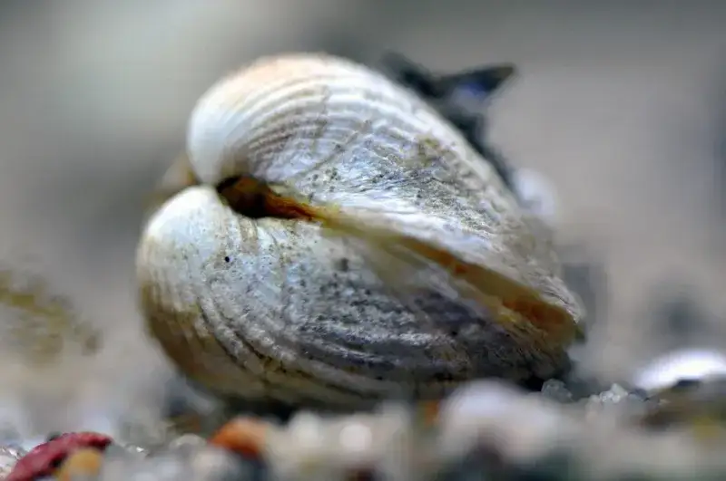 Jakie muszle występują w Bałtyku? Odkryj ich niezwykłe gatunki