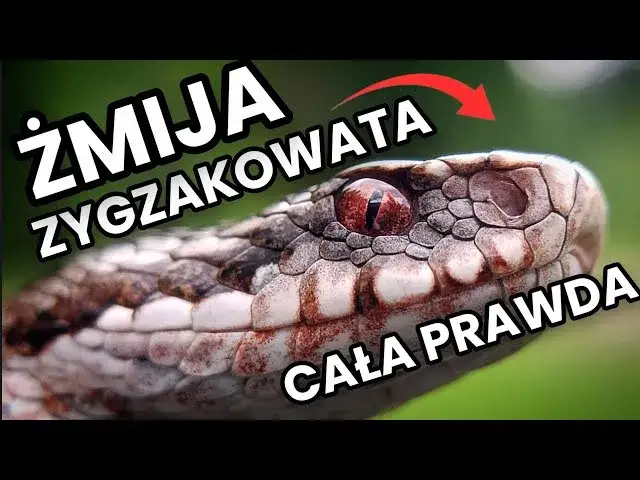 Czym się żywi żmija? Odkryj zaskakujące fakty o jej diecie