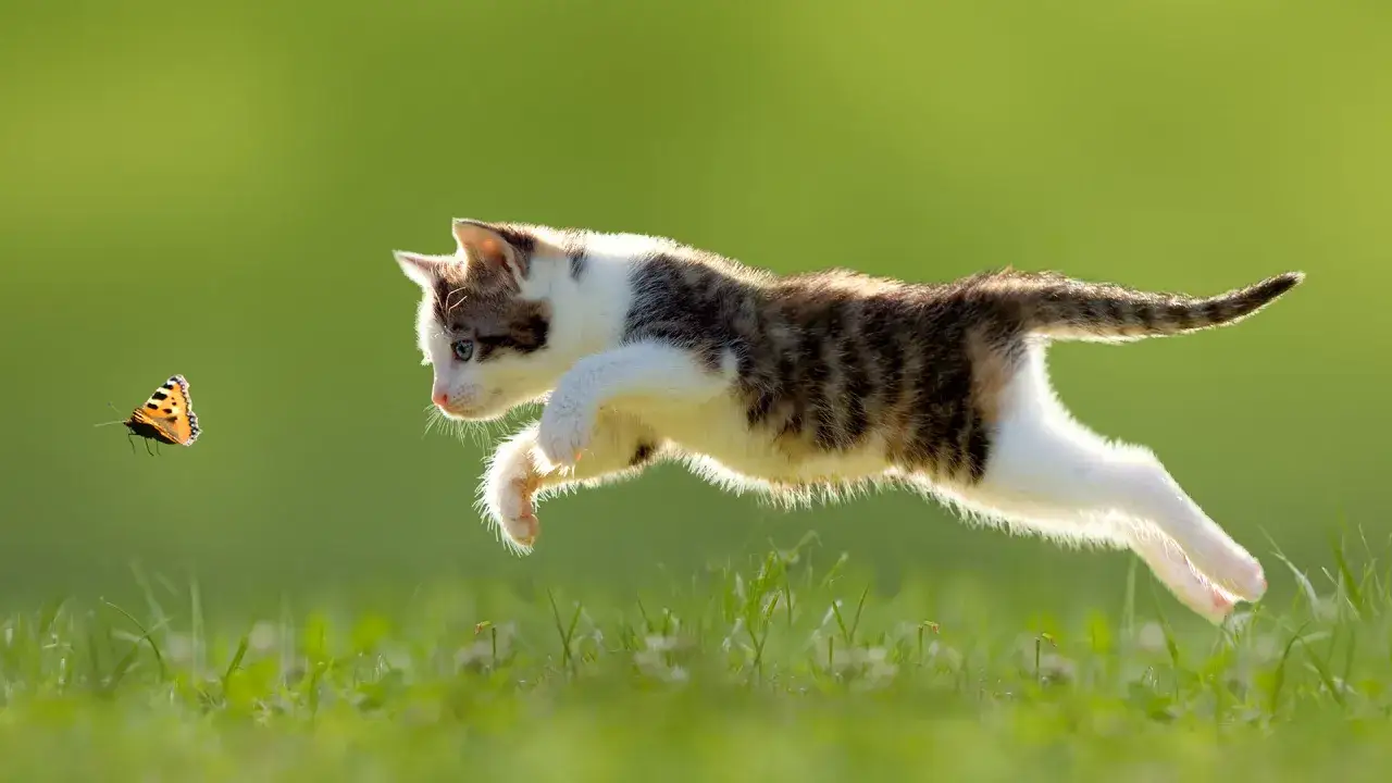 Co jedzą małe kotki? Kluczowe informacje o diecie kociąt