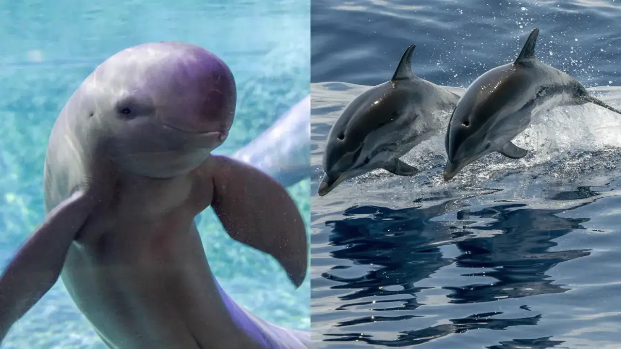 Z lewej strony: jak wygląda morświn z okrągłą głową, z prawej: dwa delfiny wyskakujące z wody.