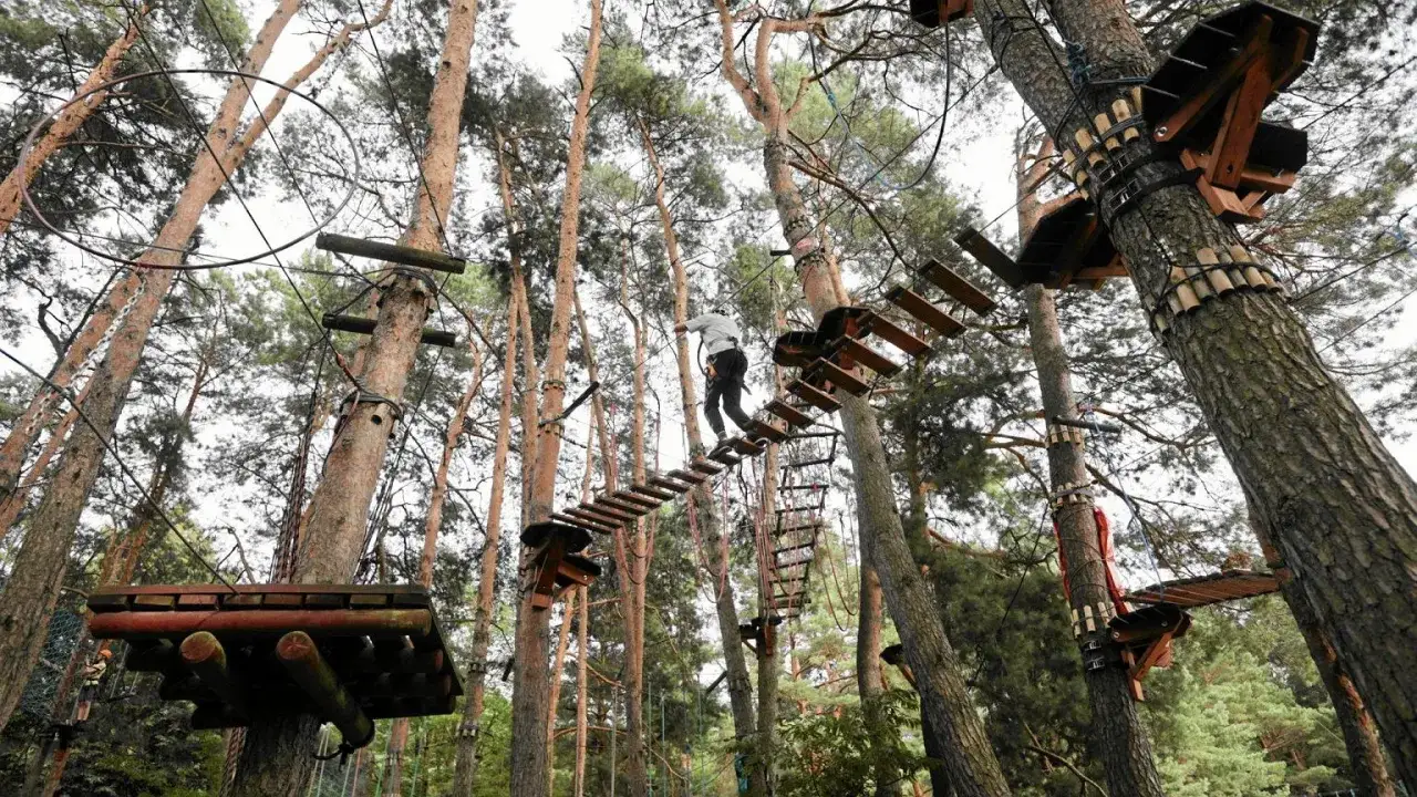 Osoba pokonuje przeszkody w najwyższym parku linowym w Polsce, balansując na drewnianych kładkach między drzewami.