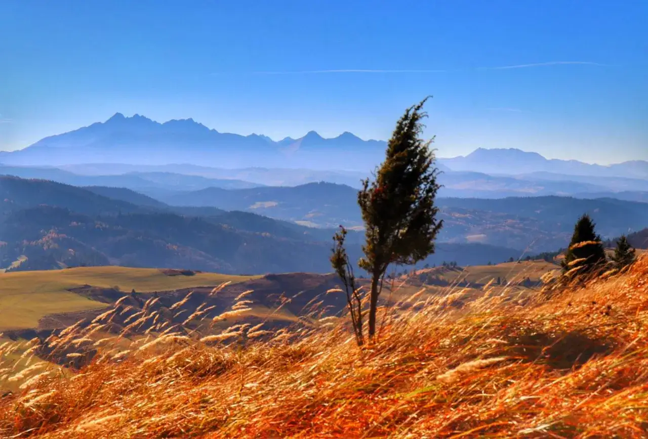 Jesienny krajobraz Pienin z wysokim wierchem w tle. Złote trawy falują na wietrze, a samotne drzewo stoi na zboczu.