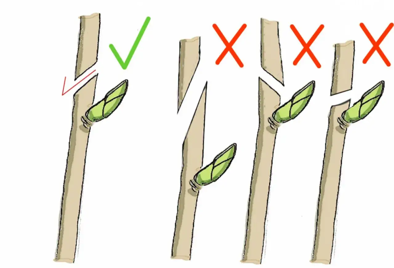 Prawidłowe cięcie pędów kaliny nad pąkiem. Pokazano błędne cięcia.