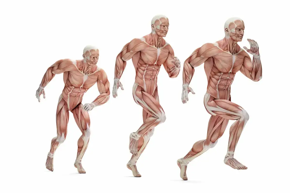 Trzy modele anatomiczne ukazujące różne typy budowy ciała w ruchu.