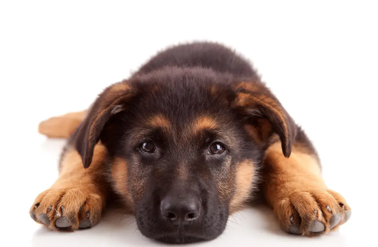 Owczarek niemiecki: Ile żyje i co zrobić, by był z Tobą dłużej?