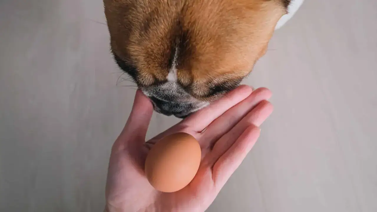 Czy pies może jeść surowe jajko? Odkryj ryzyka i bezpieczne alternatywy