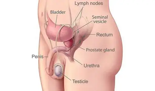 Masaż prostaty jak wykonać: bezpieczne techniki i korzyści zdrowotne