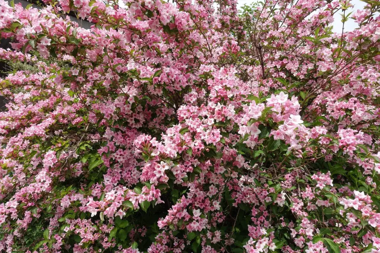 Krzewuszka kiedy sadzić - uniknij błędów i zapewnij zdrowy wzrost