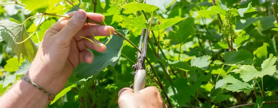 Jaki nawóz pod winogrona? Kluczowe składniki dla obfitych plonów