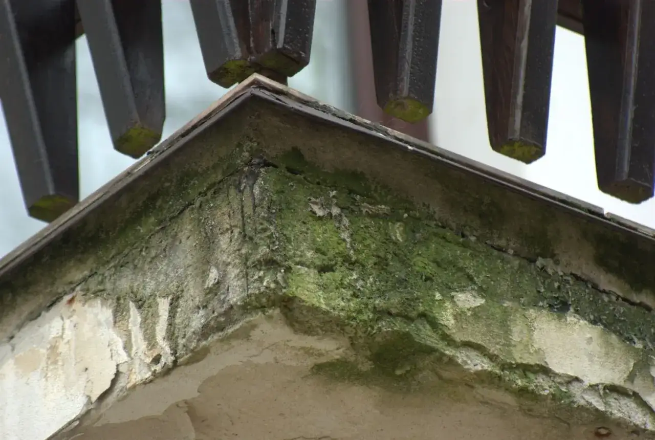 Zielony nalot na elewacji: Usuń go raz na zawsze! Poradnik eksperta