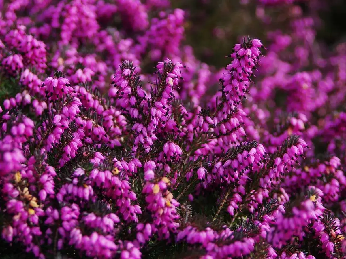 Gęste skupisko fioletowych kwiatów wrzośca, kiedy kwitnie wrzosiec, tworzy barwny dywan.
