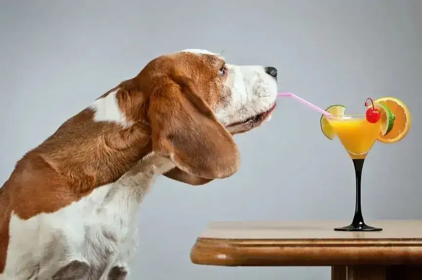 Czy pies może pić piwo? Toksyczność, objawy, bezpieczne "psie piwo"