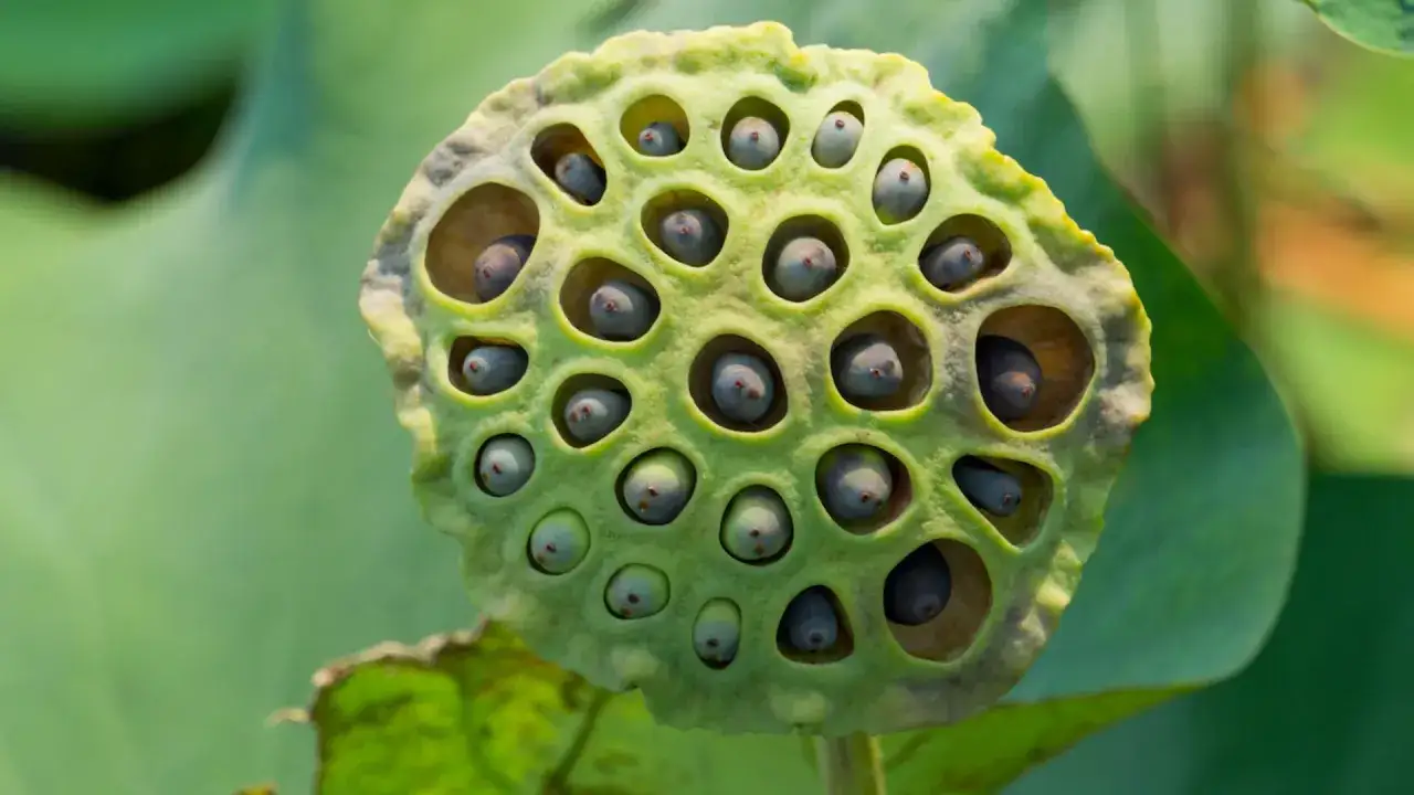 Owoc lotosu z licznymi otworami i nasionami, budzący lęk przed dziurami.