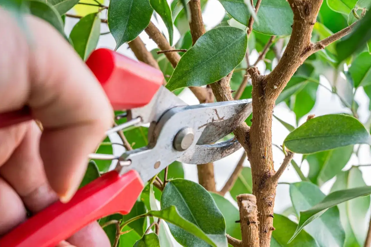 Fikus benjamina: Sekret bujnego wzrostu? Prawidłowe cięcie!