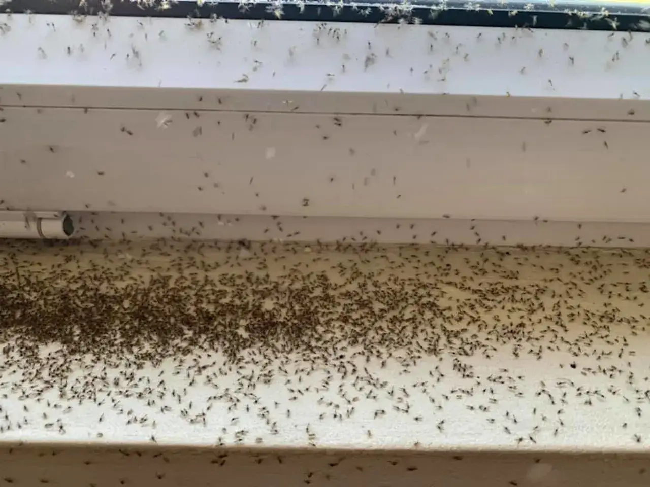 Jętki na poddaszu: Skuteczne metody pozbycia się uciążliwych owadów