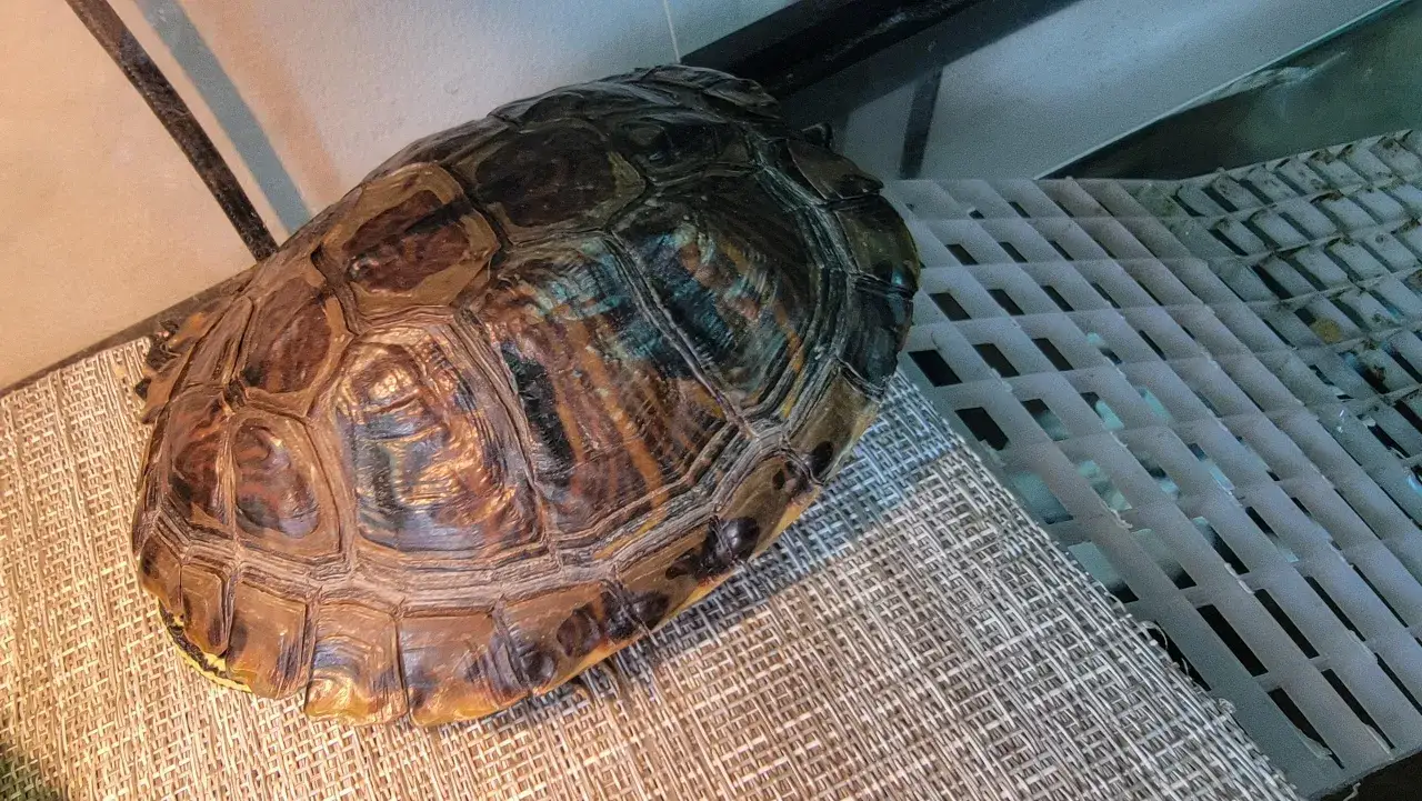 Twój żółw rośnie? Tempo wzrostu i klucz do zdrowego pancerza