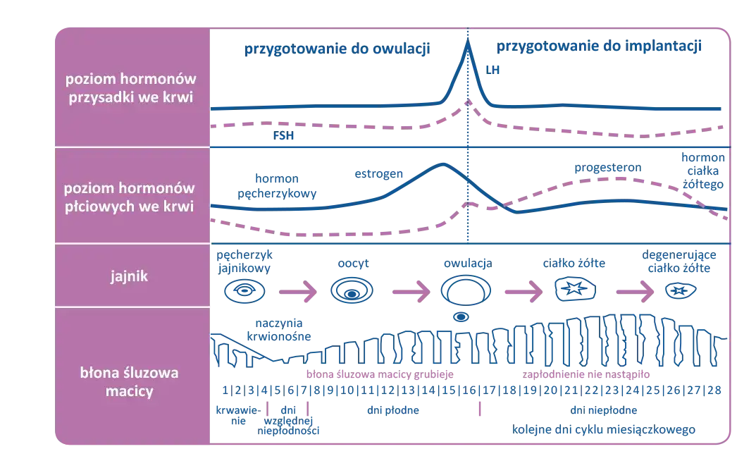 32 dzień cyklu objawy ciąży - co może oznaczać brak miesiączki?