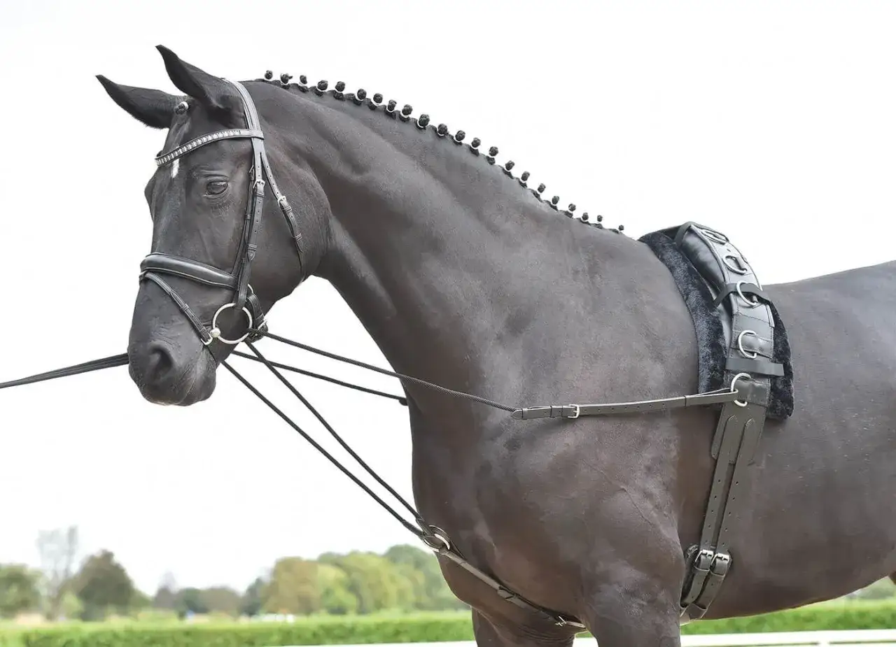 Lonżowanie konia: Błędy, sprzęt i technika. Czy robisz to dobrze?