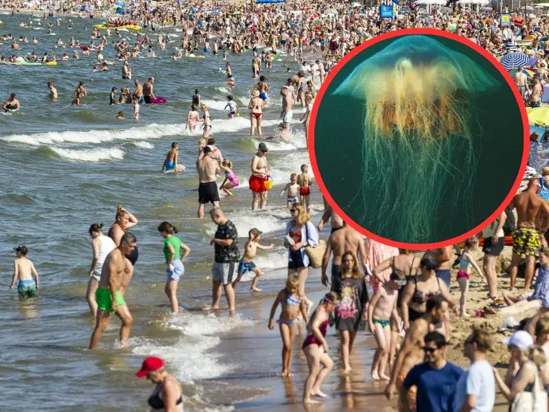 Meduzy w Bałtyku: parzą czy nie? Co musisz wiedzieć o oparzeniach