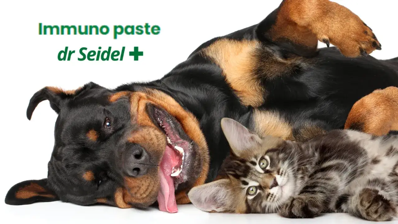 Duży pies i mały kot leżą obok siebie na białym tle.