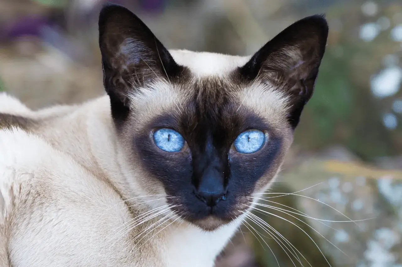 Czy kot tonkijski uczula? Odkryj prawdę o alergenach tej rasy
