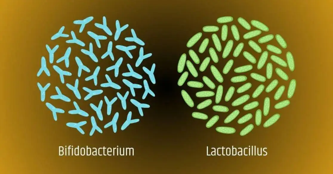 Czym się żywią bakterie i jak wpływają na nasze środowisko?
