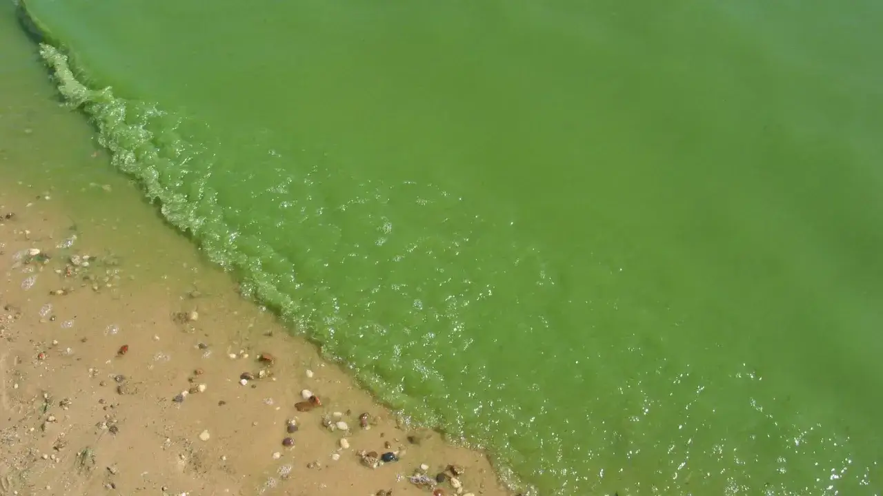 Gdzie sinice w Bałtyku? Sprawdź, gdzie nie można teraz pływać