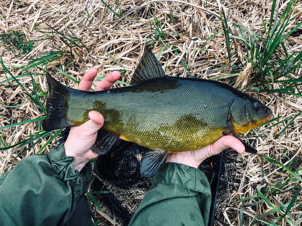 Ten lin wziął na groch! Piękny okaz złowiony na haczyk, z pewnością zadowolony z takiej przynęty.