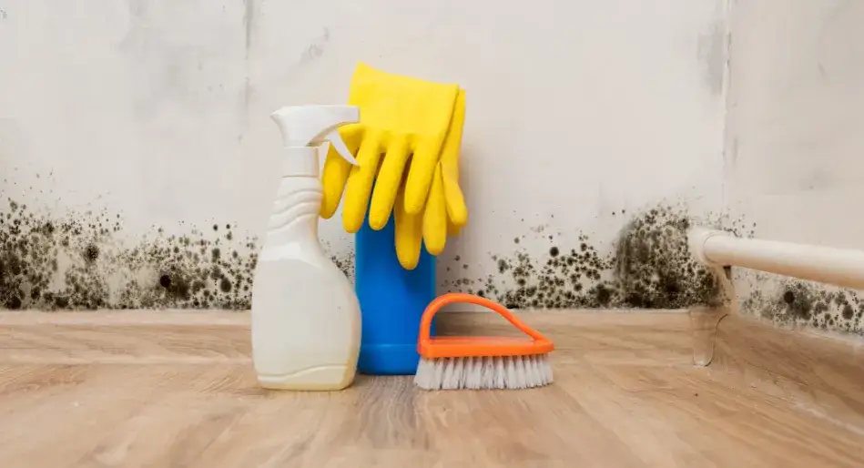 Jak odgrzybić mieszkanie: Skuteczne metody usuwania pleśni i grzyba
