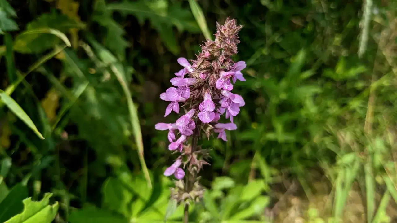 Jak zwalczyć purpurowe chwasty w zbożu? Ekspert radzi!