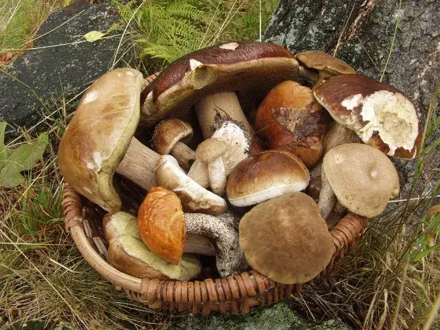 Gdzie na grzyby z noclegiem? Odkryj najlepsze miejsca w Pomorzu