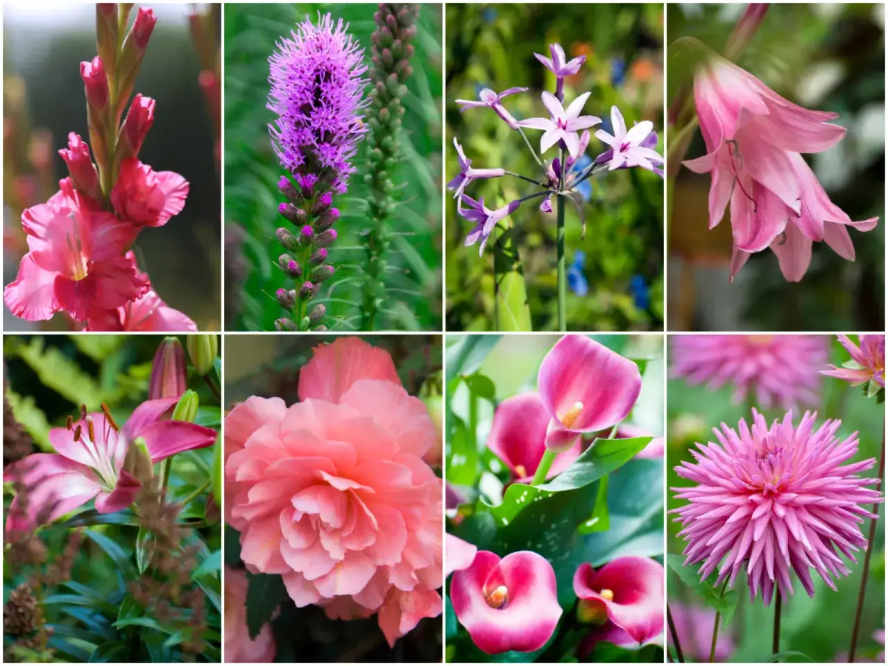 Kolaż ośmiu zdjęć kwiatów. Wśród nich gladiolus, liliowiec, kalie i dalia, wszystkie w odcieniach różu.