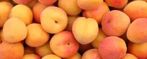 Czy pies może jeść morele? Sprawdź, jak to zrobić bezpiecznie