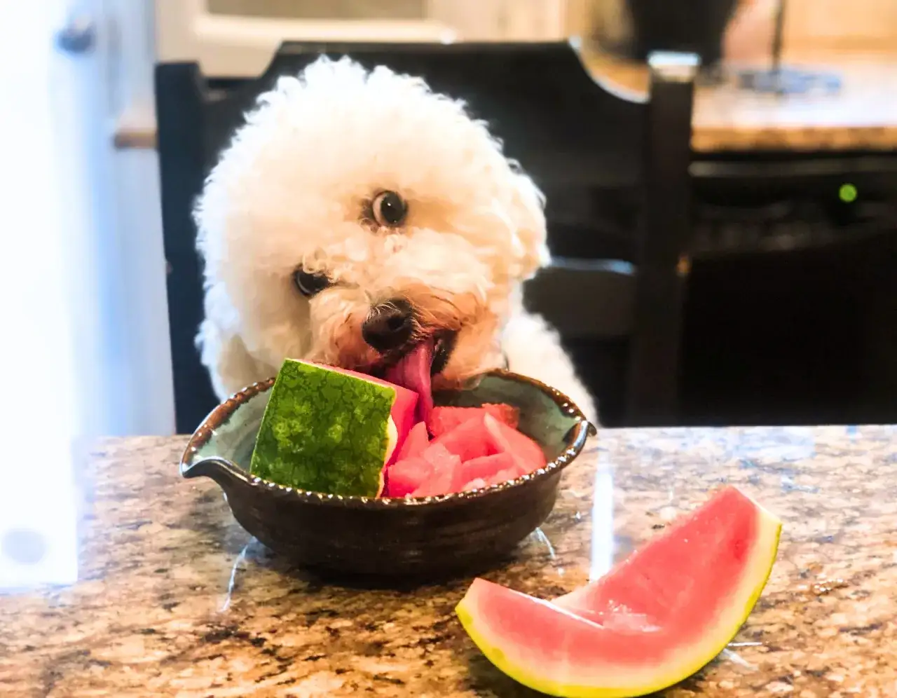 Jakie owoce dla psa są bezpieczne i zdrowe? Unikaj tych szkodliwych