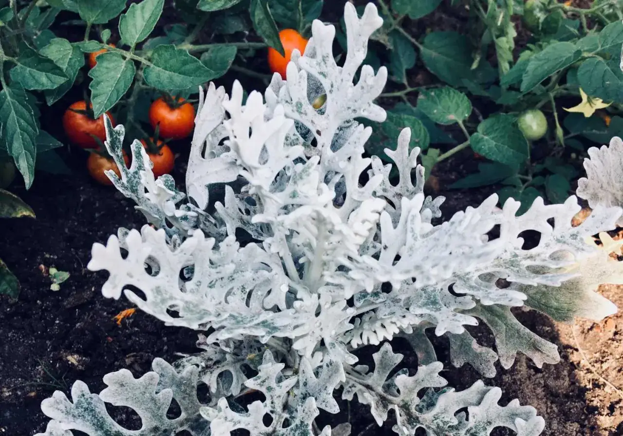 Srebrzysty kwiat starzec odmiany, otoczony przez dojrzewające pomidory w ogrodzie.