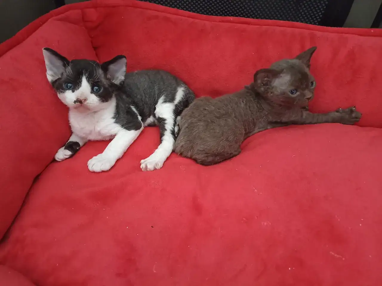 Dwa kocięta rasy Devon Rex leżące na czerwonym posłaniu.