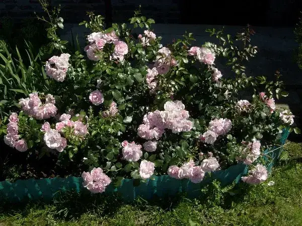 Co ile sadzić róże rabatowe, aby uniknąć błędów w ogrodzie?