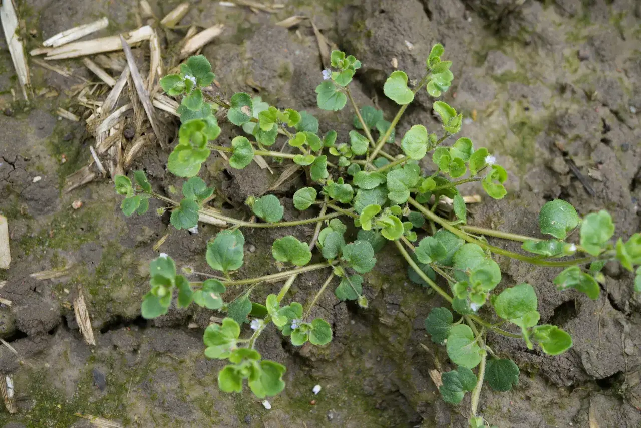 Rzodkiew świrzepa: Rozpoznaj i zwalcz! Poradnik Włodzisława Lisa.