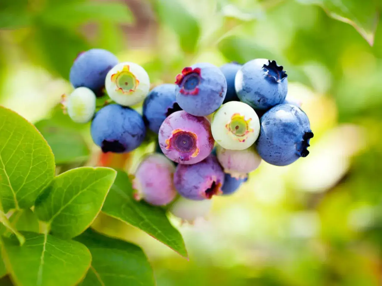 Dojrzałe borówki amerykańskie na gałązce, idealne do sadzenia. Dowiedz się, jak gęsto sadzić borówkę amerykańską, by uzyskać obfite plony.